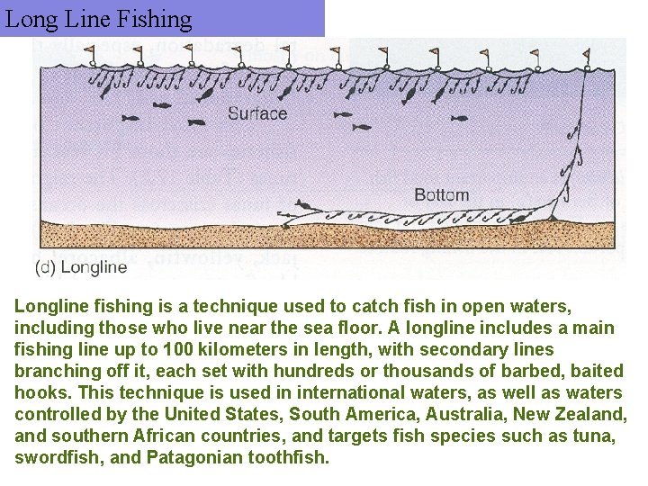 Long Line Fishing Longline fishing is a technique used to catch fish in open