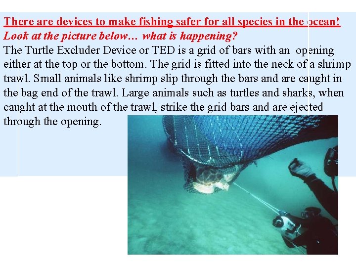 There are devices to make fishing safer for all species in the ocean! Look