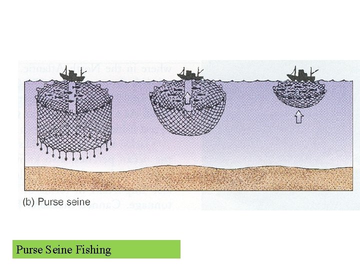 Purse Seine Fishing 