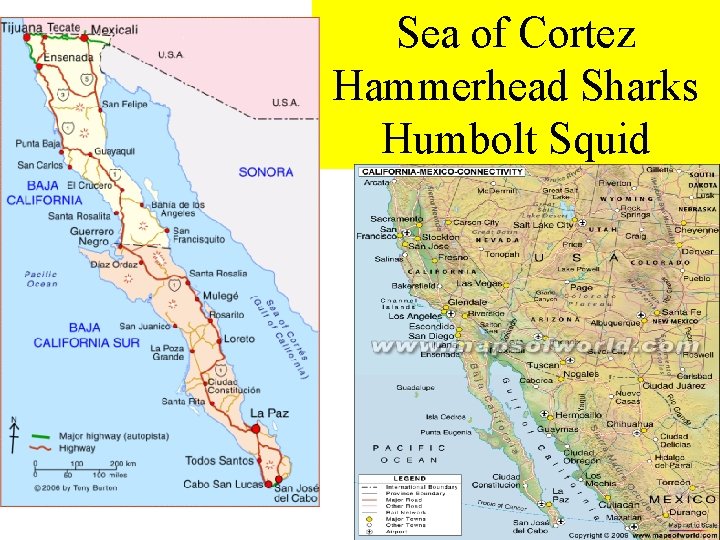 Sea of Cortez Hammerhead Sharks Humbolt Squid 