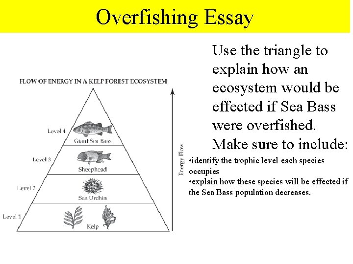 Overfishing Essay Use the triangle to explain how an ecosystem would be effected if