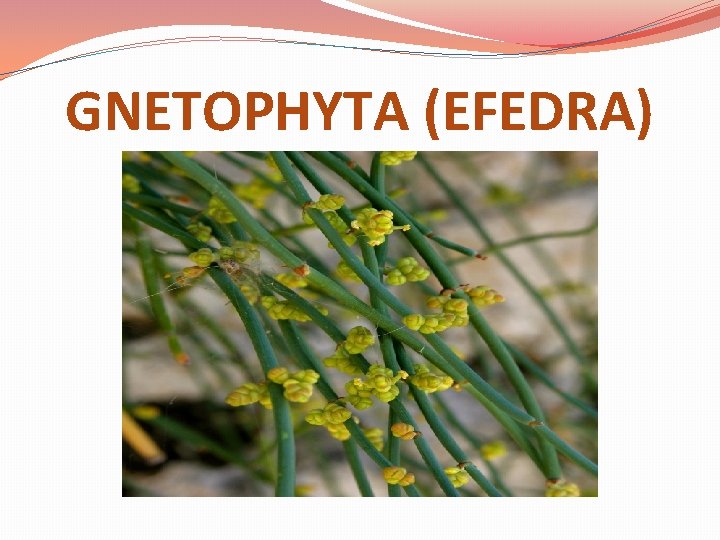 GNETOPHYTA (EFEDRA) GNETOPHYTA (EFEDRA)