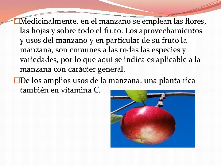 �Medicinalmente, en el manzano se emplean las flores, las hojas y sobre todo el �Medicinalmente, en el manzano se emplean las flores, las hojas y sobre todo el