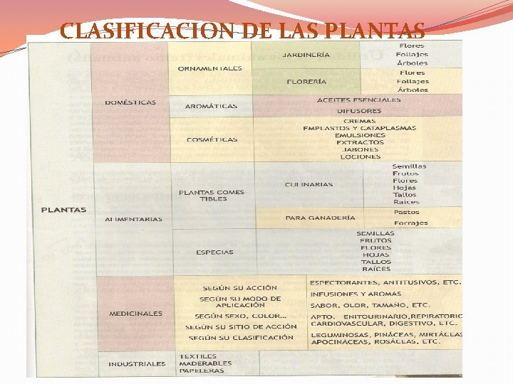 CLASIFICACION DE LAS PLANTAS CLASIFICACION DE LAS PLANTAS