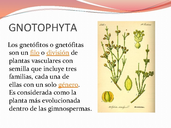 GNOTOPHYTA Los gnetófitos o gnetófitas son un filo o división de plantas vasculares con GNOTOPHYTA Los gnetófitos o gnetófitas son un filo o división de plantas vasculares con