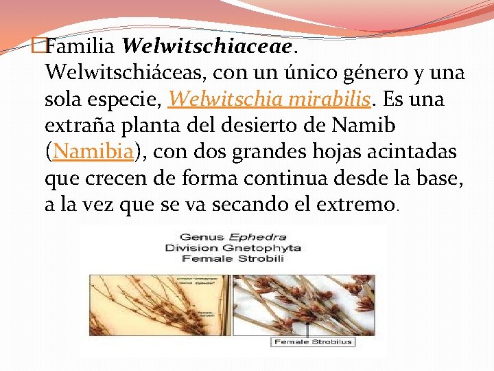 �Familia Welwitschiaceae. Welwitschiáceas, con un único género y una sola especie, Welwitschia mirabilis. Es �Familia Welwitschiaceae. Welwitschiáceas, con un único género y una sola especie, Welwitschia mirabilis. Es