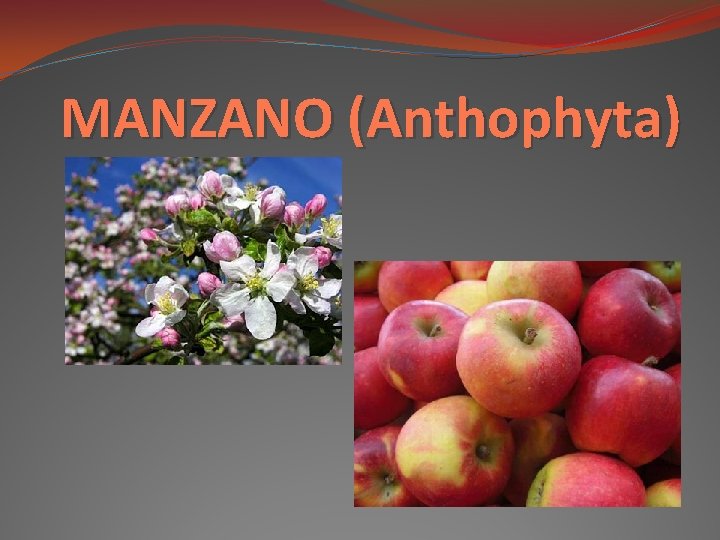 MANZANO (Anthophyta) MANZANO (Anthophyta)