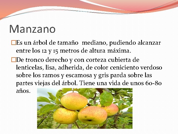 Manzano �Es un árbol de tamaño mediano, pudiendo alcanzar entre los 12 y 15 Manzano �Es un árbol de tamaño mediano, pudiendo alcanzar entre los 12 y 15