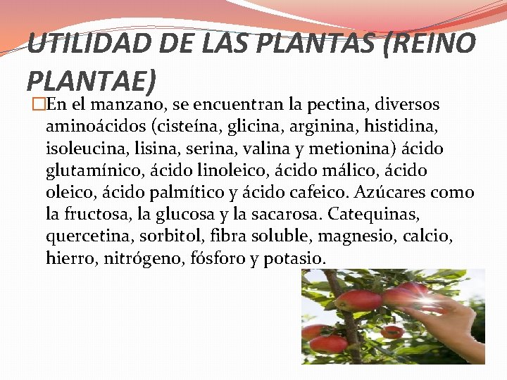 UTILIDAD DE LAS PLANTAS (REINO PLANTAE) �En el manzano, se encuentran la pectina, diversos UTILIDAD DE LAS PLANTAS (REINO PLANTAE) �En el manzano, se encuentran la pectina, diversos