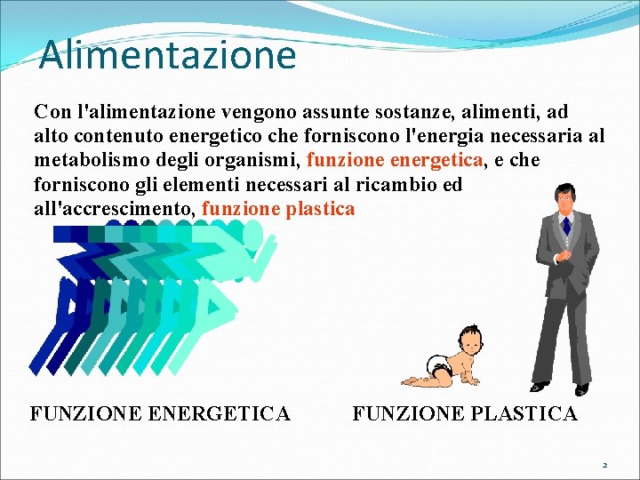 Alimentazione Con l'alimentazione vengono assunte sostanze, alimenti, ad alto contenuto energetico che forniscono l'energia