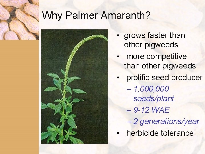 Why Palmer Amaranth? • grows faster than other pigweeds • more competitive than other