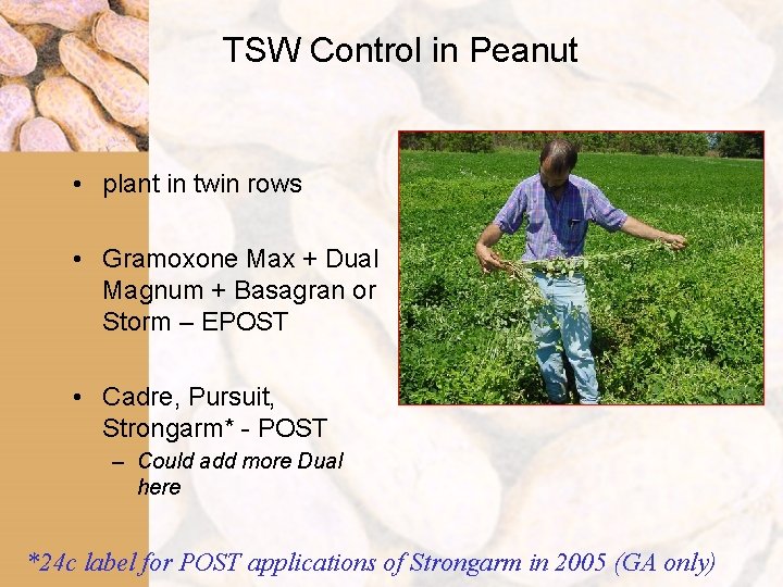 TSW Control in Peanut • plant in twin rows • Gramoxone Max + Dual