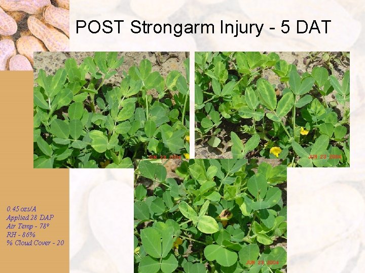 POST Strongarm Injury - 5 DAT 0. 45 ozs/A Applied 28 DAP Air Temp