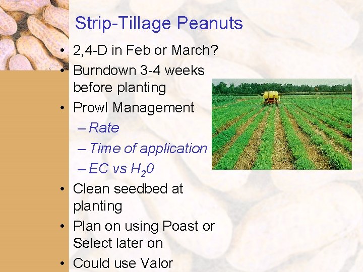 Strip-Tillage Peanuts • 2, 4 -D in Feb or March? • Burndown 3 -4