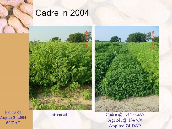 PE-09 -04 August 3, 2004 60 DAT Cadre in 2004 Untreated Cadre @ 1.