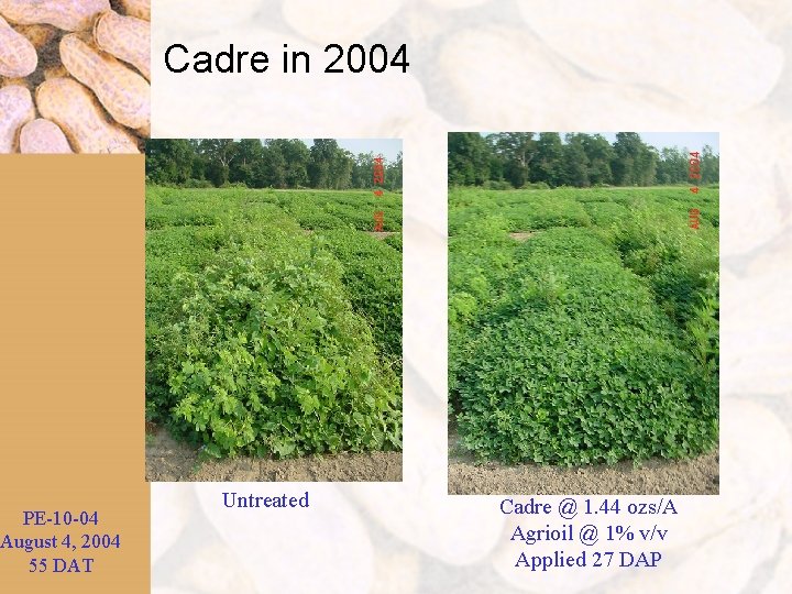 PE-10 -04 August 4, 2004 55 DAT Cadre in 2004 Untreated Cadre @ 1.