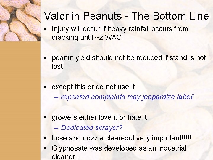 Valor in Peanuts - The Bottom Line • Injury will occur if heavy rainfall