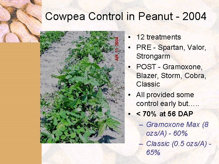 Cowpea Control in Peanut - 2004 • 12 treatments • PRE - Spartan, Valor,