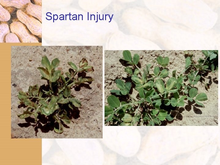 Spartan Injury 