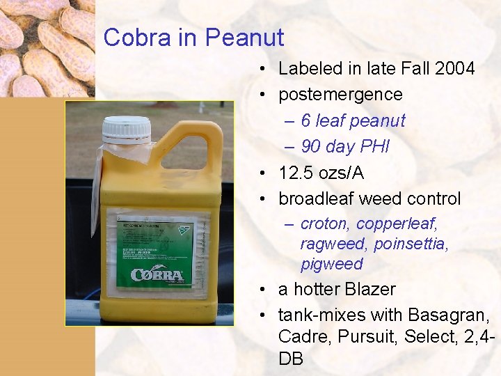 Cobra in Peanut • Labeled in late Fall 2004 • postemergence – 6 leaf