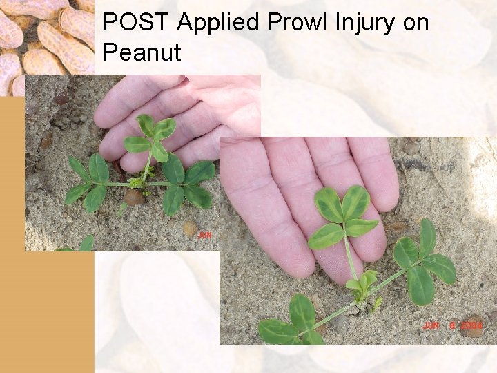 POST Applied Prowl Injury on Peanut 