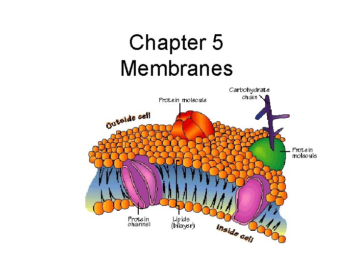 Chapter 5 Membranes 