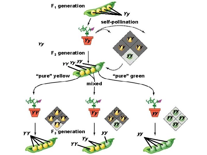 F 1 generation Yy self-pollination YY Yy Yy Yy F 2 generation YY Yy