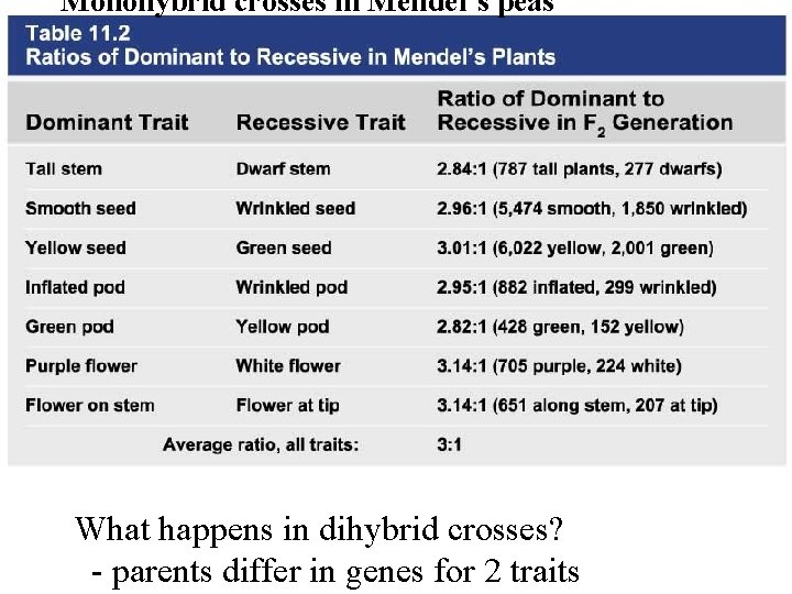 Monohybrid crosses in Mendel’s peas What happens in dihybrid crosses? - parents differ in