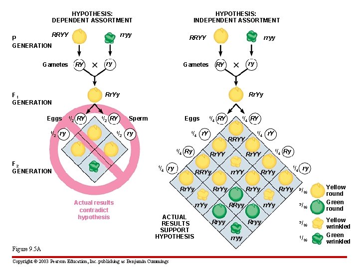 HYPOTHESIS: DEPENDENT ASSORTMENT RRYY P GENERATION rryy Gametes RRYY ry RY rryy Gametes ry