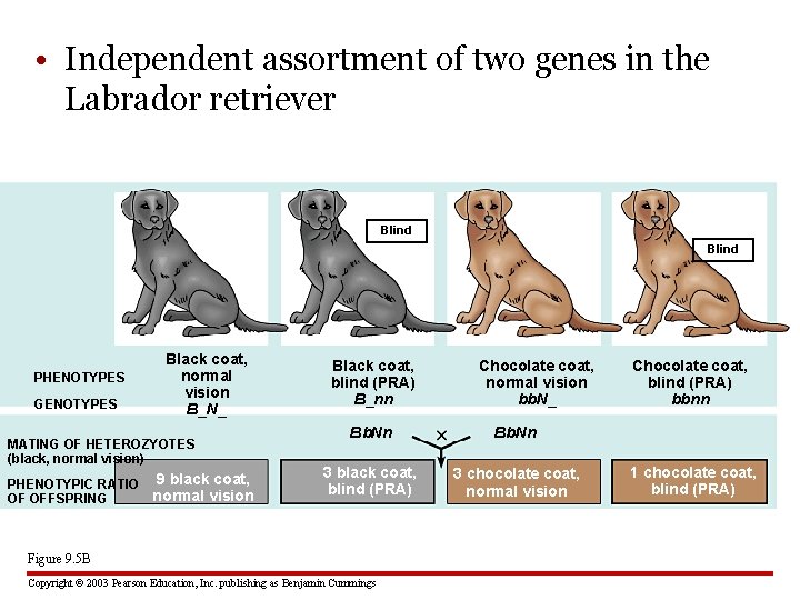 • Independent assortment of two genes in the Labrador retriever Blind PHENOTYPES GENOTYPES