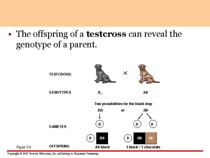  • The offspring of a testcross can reveal the genotype of a parent.