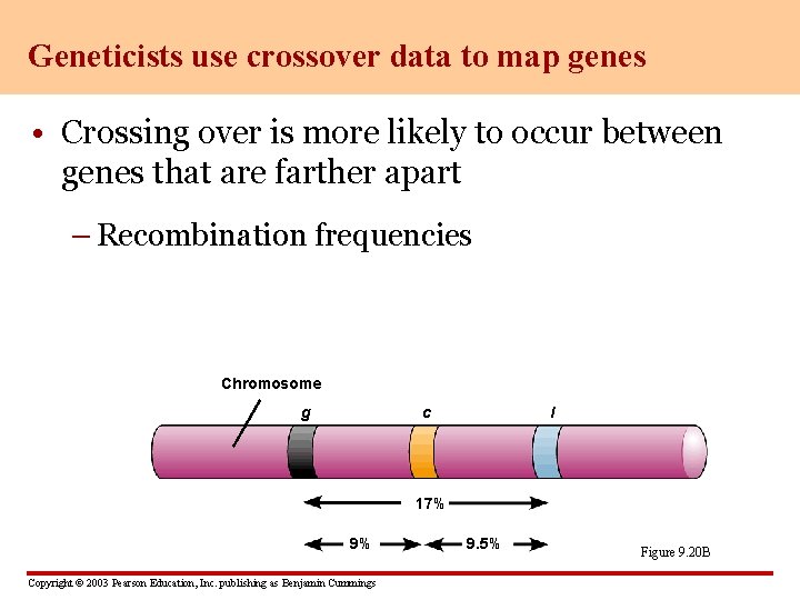 Geneticists use crossover data to map genes • Crossing over is more likely to