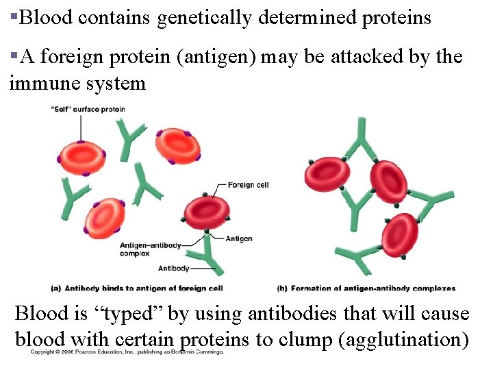 §Blood contains genetically determined proteins §A foreign protein (antigen) may be attacked by the