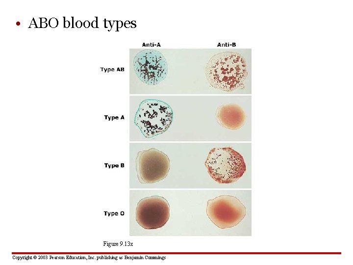  • ABO blood types Figure 9. 13 x Copyright © 2003 Pearson Education,