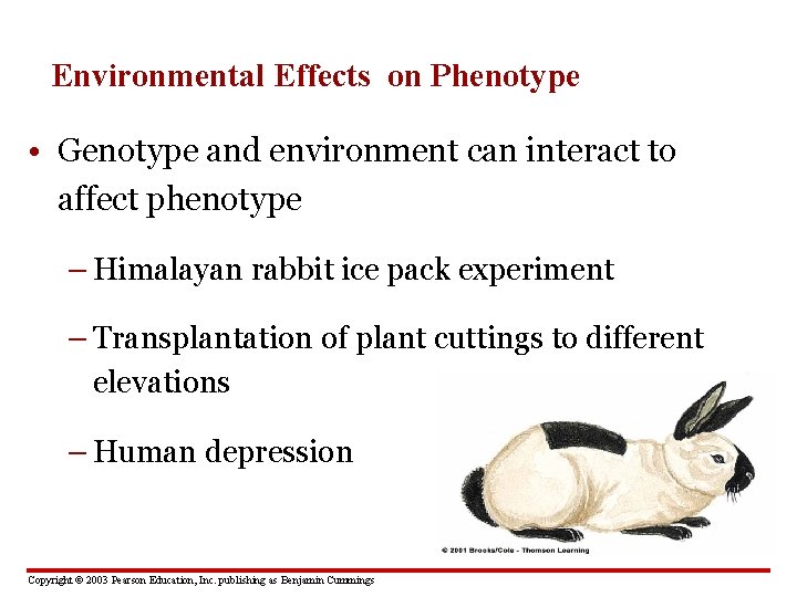 Environmental Effects on Phenotype • Genotype and environment can interact to affect phenotype –