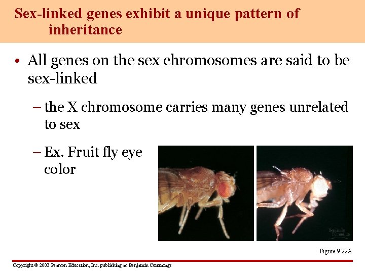 Sex-linked genes exhibit a unique pattern of inheritance • All genes on the sex