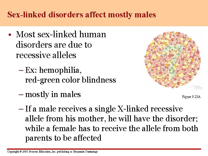 Sex-linked disorders affect mostly males • Most sex-linked human disorders are due to recessive