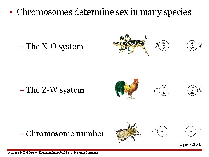  • Chromosomes determine sex in many species – The X-O system – The