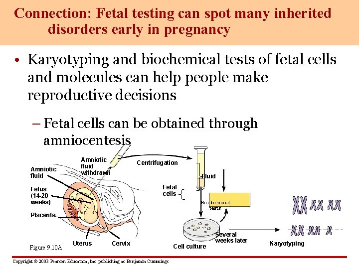 Connection: Fetal testing can spot many inherited disorders early in pregnancy • Karyotyping and