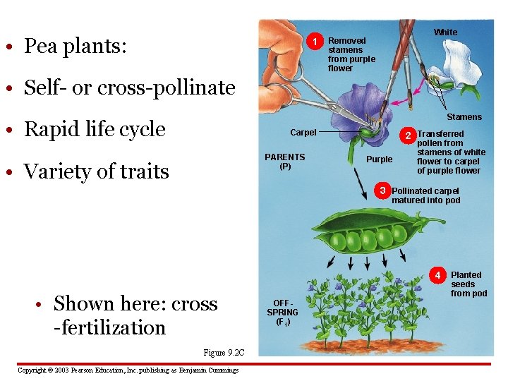  • Pea plants: 1 White Removed stamens from purple flower • Self- or