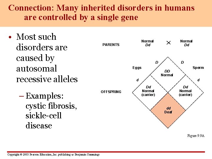 Connection: Many inherited disorders in humans are controlled by a single gene • Most