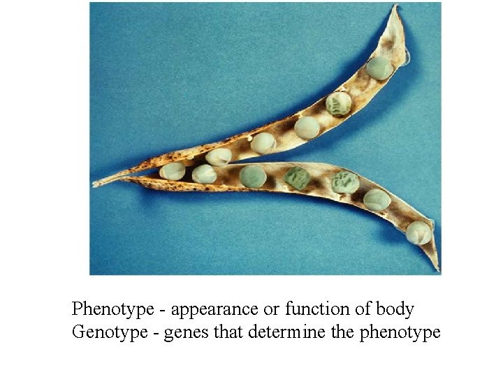 Phenotype - appearance or function of body Genotype - genes that determine the phenotype