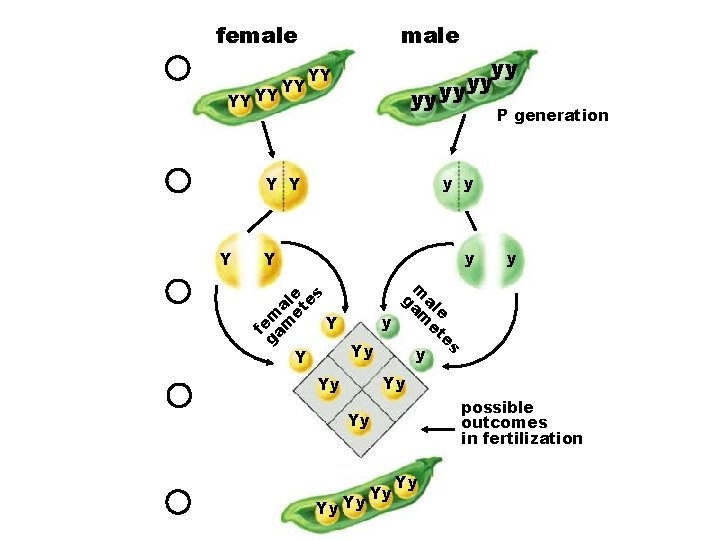 female YY YY YY male YY yy P generation y y Y Yy y