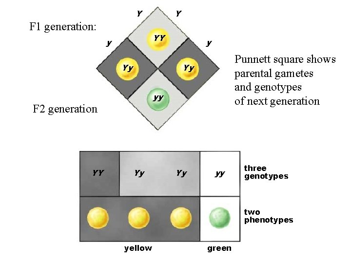 Y F 1 generation: Y YY y Yy Punnett square shows parental gametes and