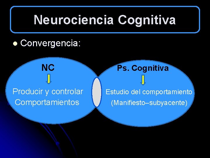 Neurociencia Cognitiva l Convergencia: NC Producir y controlar Comportamientos Ps. Cognitiva Estudio del comportamiento