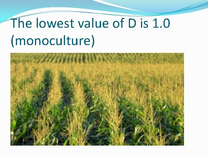 The lowest value of D is 1. 0 (monoculture) 