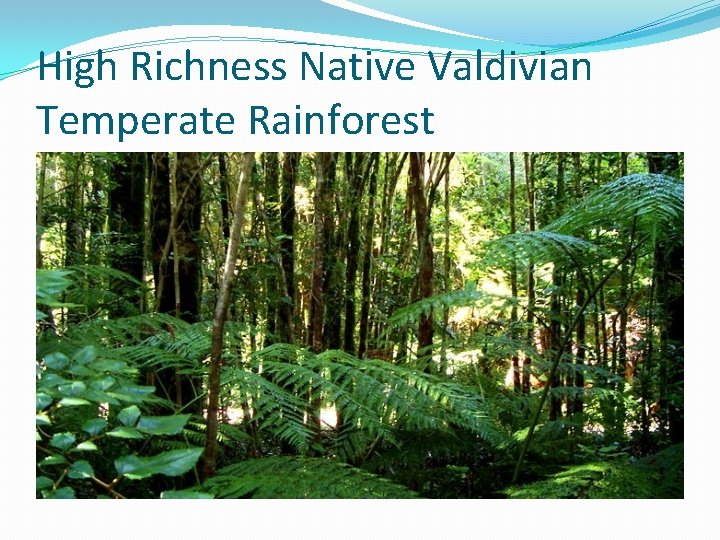 High Richness Native Valdivian Temperate Rainforest 