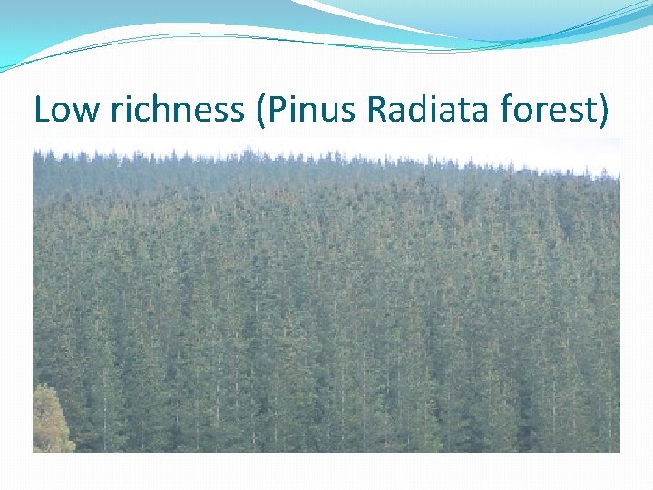 Low richness (Pinus Radiata forest) 