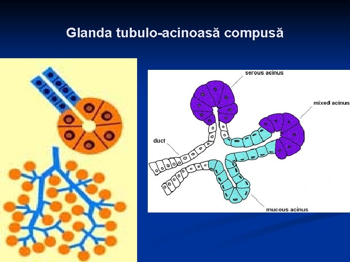 Glanda tubulo-acinoasă compusă 