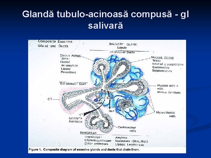 Glandă tubulo-acinoasă compusă - gl salivară 16 